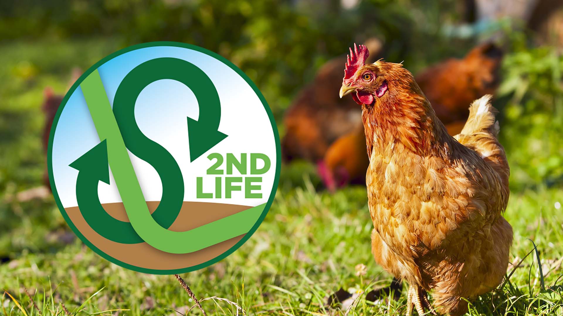 flock of chickens grazing on the grass